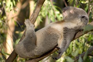 Koala sleeping